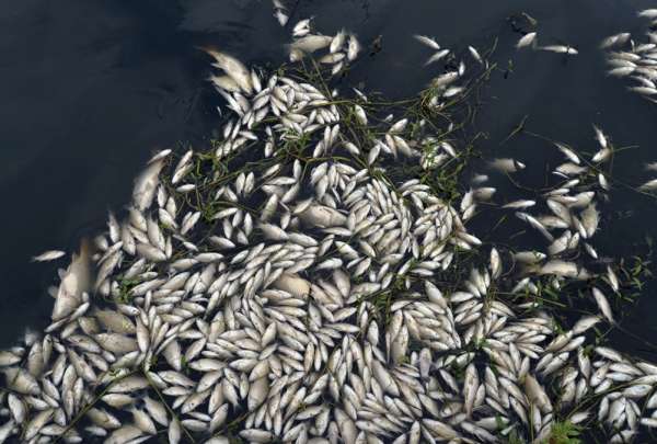 安徽宣城郎溪钟桥河里出现大量死鱼