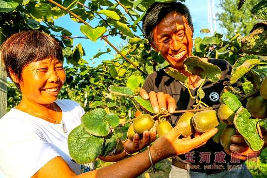 南方红心猕猴桃落户蚌埠五河县