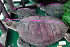 菲律宾公布"中国渔船上死海龟”照片