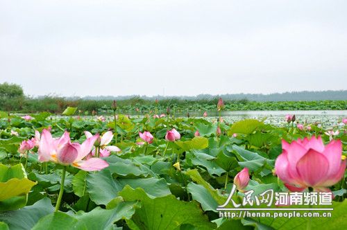 淮阳荷花节