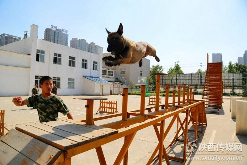 西安市消防支队特勤大队搜救犬避暑降温记