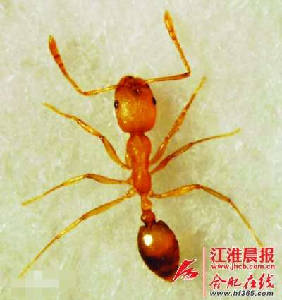红蚂蚁害苦一家人 合肥疾控中心称蚁酸过敏最