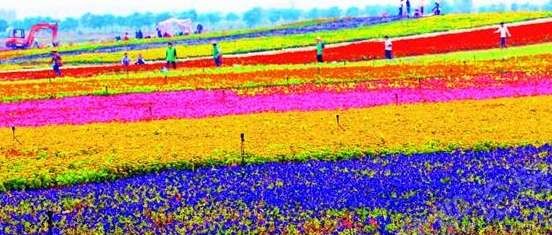 大圩熏衣草庄园将开放 来这感受普罗旺斯之美吧 _安徽频道_凤凰网