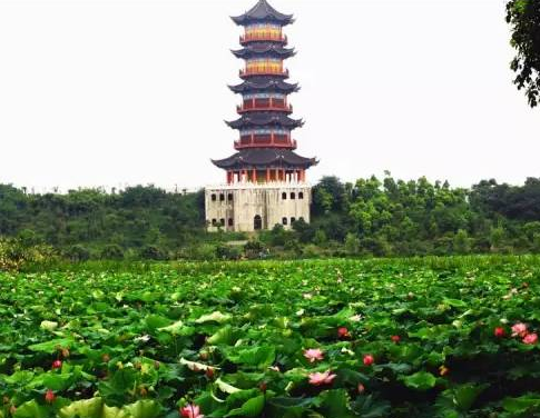 南昌竟有这么多湿地公园!大家一起来看看吧!