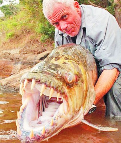 水中恶灵 探秘亚马逊水族狼群食人鲳鱼_山东频道_凤凰网