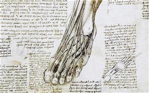 组图：达·芬奇所绘人体解剖图