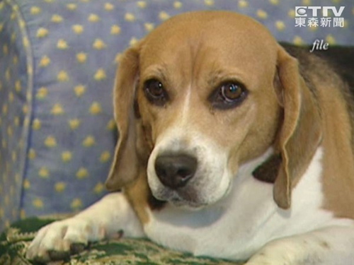 为了解狂犬病病毒 台当局将对14只比格犬做实