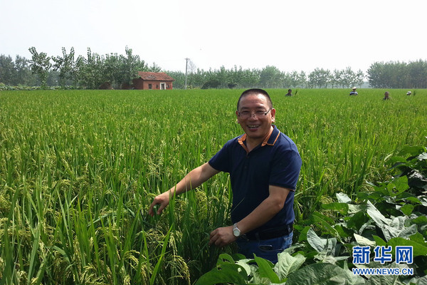 周金水在湖北咸宁向阳湖农场查看水稻。