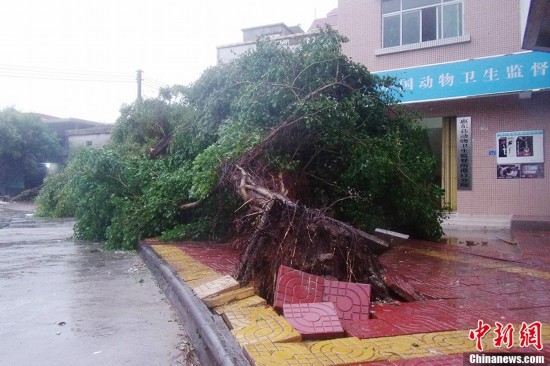广东惠州遭受台风天兔重创 经济损失严重