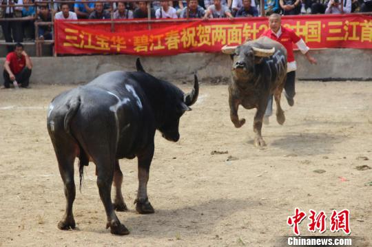 首届国际牛王争霸赛在广西三江县举行