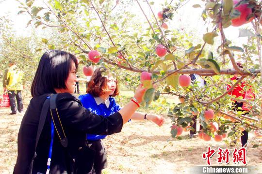 中国吕梁山两省九县谋转机 打造百万亩有机苹果