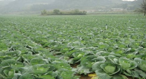 示范园种植的希望甘蓝图片