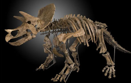 美国农民发现两副恐龙骨架 有望拍出200万英镑
