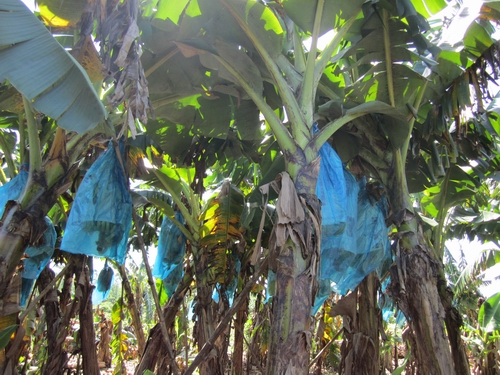 农田里随处可见废塑料袋