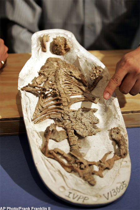 　　哺乳动物胃中发现的恐龙化石