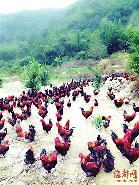 想喝好鸡汤 来团团赚找鸡祖宗