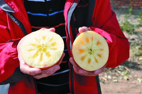 正宗冰糖心苹果掀泉城甜蜜热潮|苹果|新疆