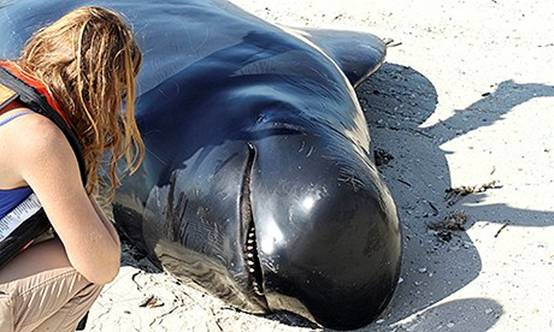 佛罗里达大沼泽地发现大规模鲸鱼搁浅死亡现象