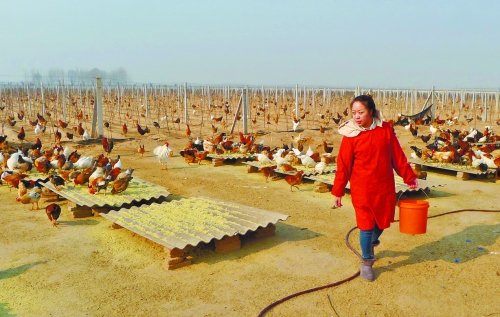 一个家庭农场女场主的生态梦