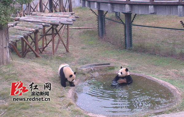四川大熊猫明天启程 长沙市生态动物园将来客