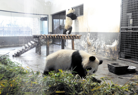 萌主驾到|周柏平|大熊猫_凤凰资讯