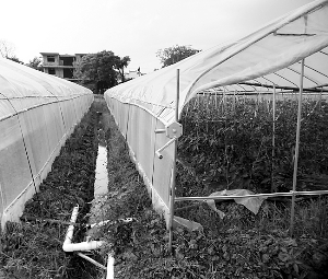 农村土地流转纠纷原因起底|土地所有权|土地权