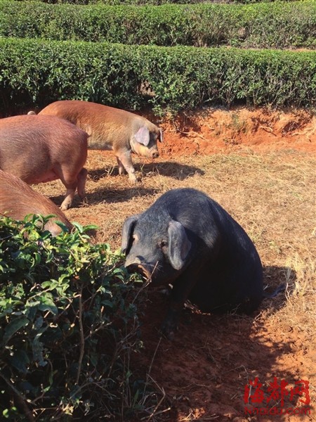 这周六 和孩子一起去养猪吧|猪肉|蔬菜_凤凰资