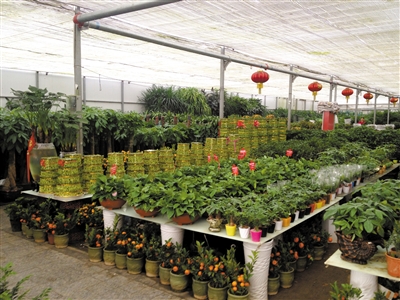 政府国企订单少高档花卉卖不动|种植户|大棚