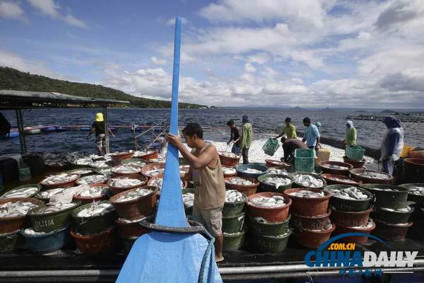 当地时间2014年1月22日,菲律宾吕宋岛八打雁,渔民们打捞起了大量虱目鱼的尸体,总量预计达120吨。据分析称鱼群死亡的原因可能是由于塔塔尔火山的活动,导致大量有毒硫化物渗入湖中。