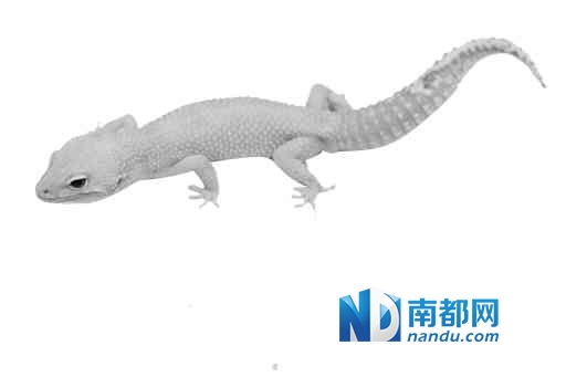 他自建蜥蜴繁殖“基地”，养了40多只蜥蜴，还通过基因重组培育出近100只豹纹守宫|蜥蜴|豹纹_凤凰资讯