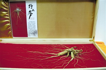 紫鑫药业关联交易被罚 存量人参身价高估遭质