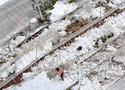 日本雪灾农业损失惨重 金额高达621亿日元(图