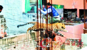 　　一只金钱豹在密拉特街头穿越房屋墙壁。