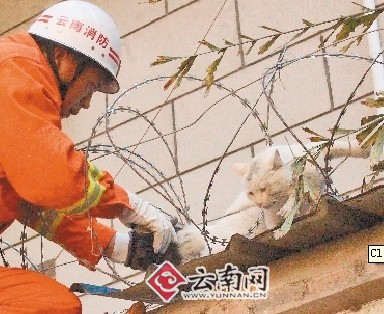 猫咪被困防护网 普洱小朋友报警求救|猫咪|思茅