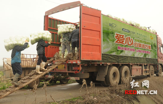 分忧菜农脱滞销 老百姓大药房义购白菜20吨|长