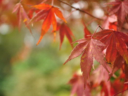 踏青洋Style !3 5月玩转国外旅游目的地|游客|