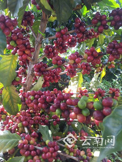 云南凌丰咖啡成中国咖啡种植面积最大企业|咖