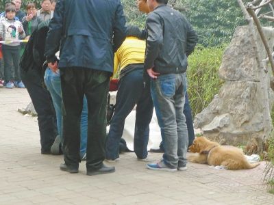 　　金毛犬躺在主人尸体旁边，一动也不动。□记者田育臣实习生朱笛文图