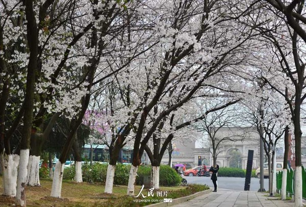 浙江义乌:樱花怒放堪比武大(高清)|樱花|绿廊_凤凰旅游