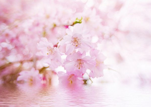 【拾穗谈】桃花英雄|小区|物业_凤凰财经