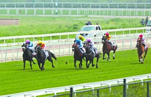 国际赛马盛事首次驾临成都|世界杯|斗牛士