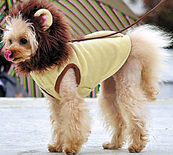 狮子狗|狮子|日本