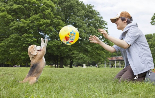 日本小狗多才多艺受热捧 滑板钢琴武术样样行