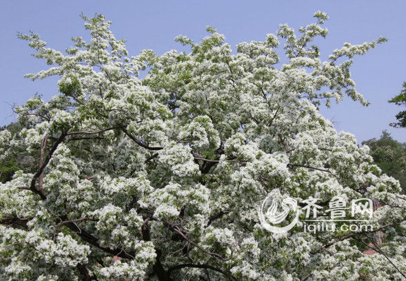 潍坊67棵流苏树花开皎白如雪 最小树龄在百年