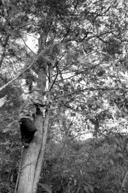 全国第四次中药资源普查，普查员采摘果实制作标本。