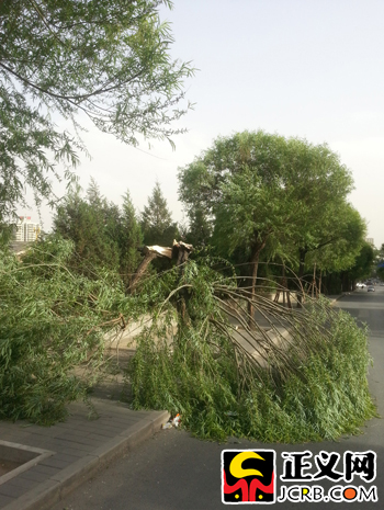 北京市石景山翠园西路旁的一棵大树被大风拦腰折断.闫昭/摄