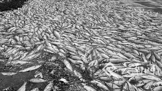 水库水面上漂浮着大量死鱼