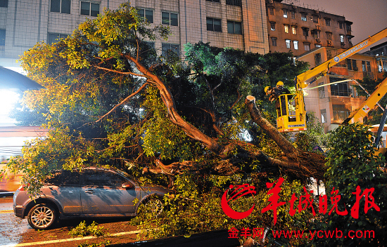　　倒下的大榕树枝繁叶茂