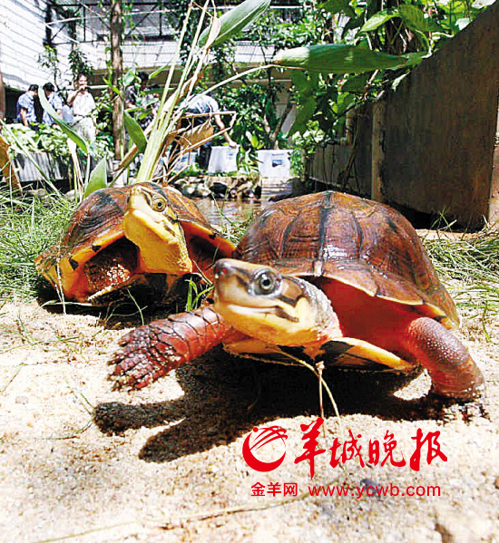 　　养金钱龟可致富羊城晚报记者黄礼琪摄（资料图片）　　