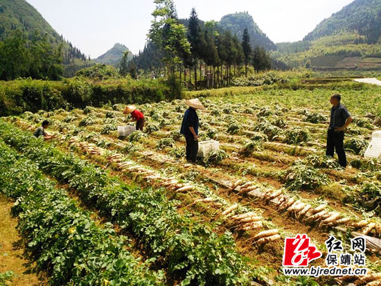田间忙碌收萝卜